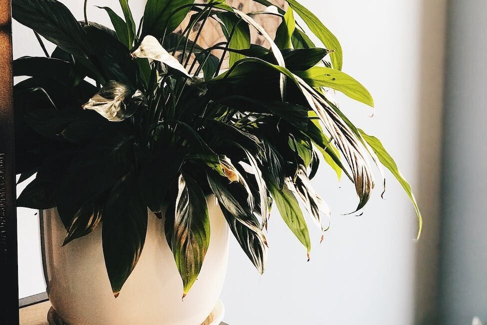peace lily in list of small kitchen plants for air purification