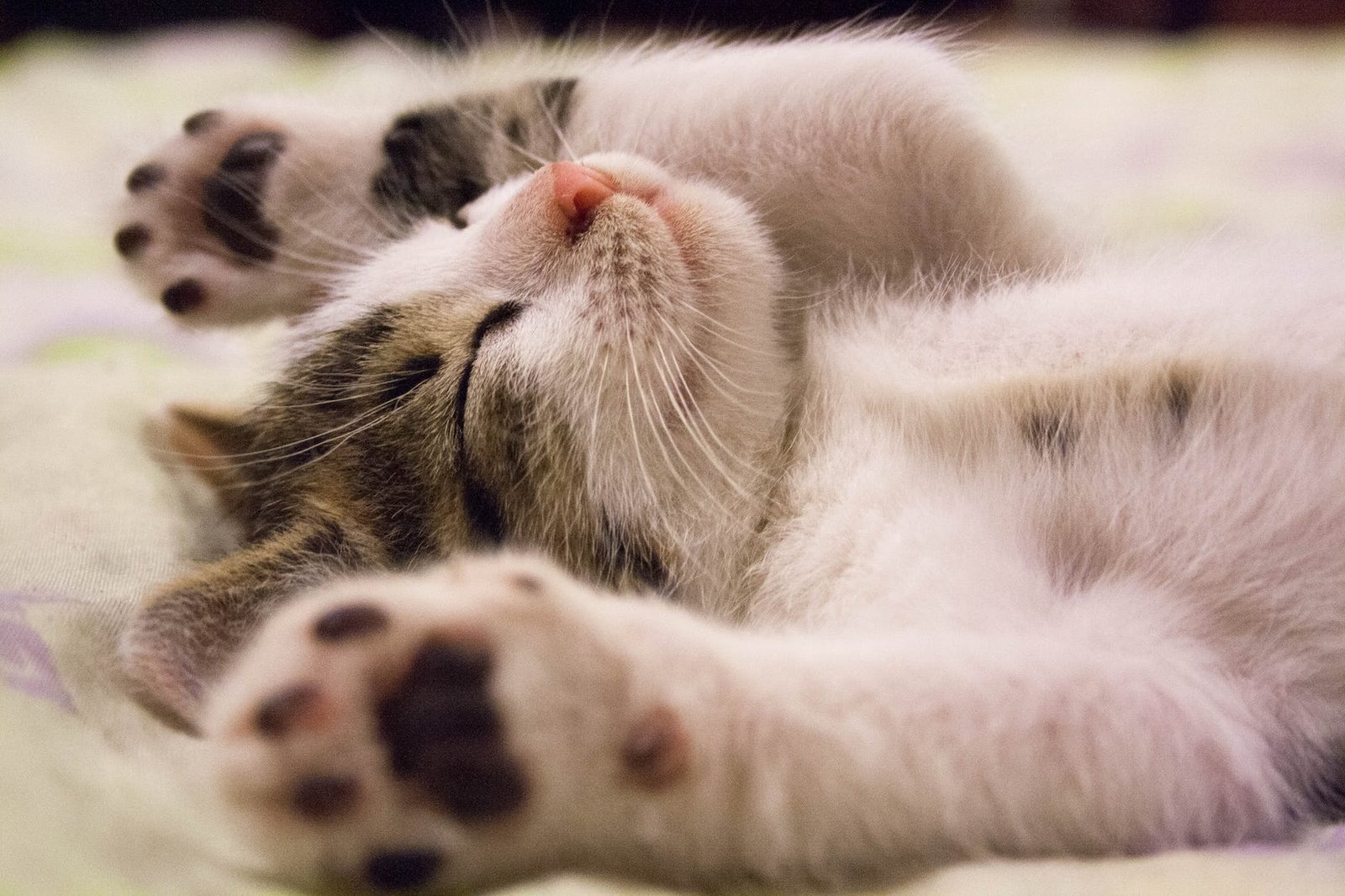 cute sleeping cat release some pollen and bacteria HEPA Filters for Cat Allergies