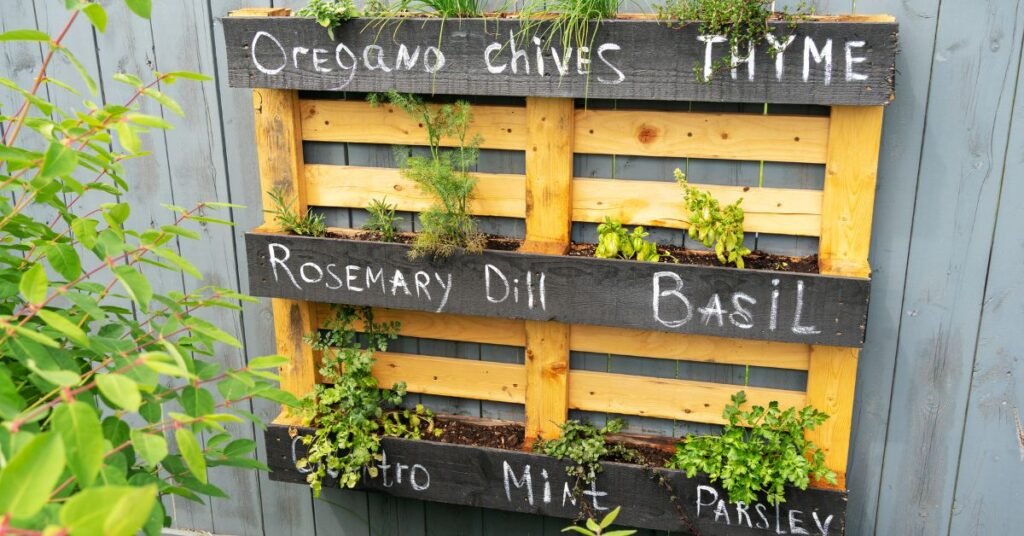 Basil Mint Thyme Chives Rosemary - Growing Herbs in Hanging Baskets