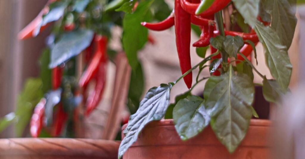 Chili Plant in Pot - Choosing the Right Seeds for Kitchen Gardening in India