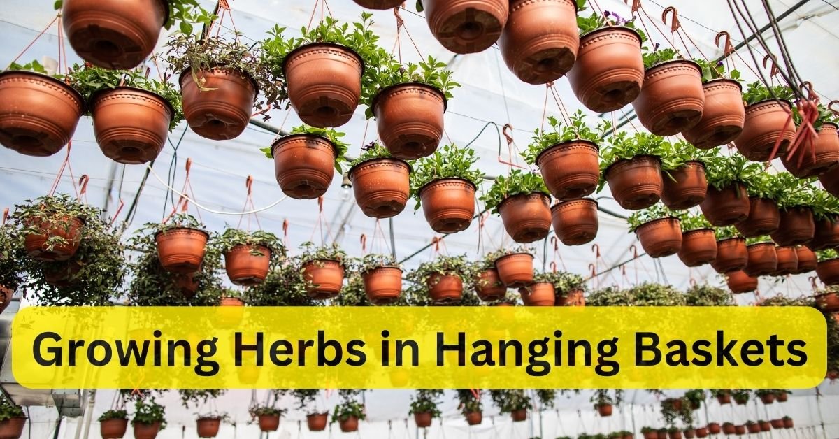 Growing Herbs in Hanging Baskets