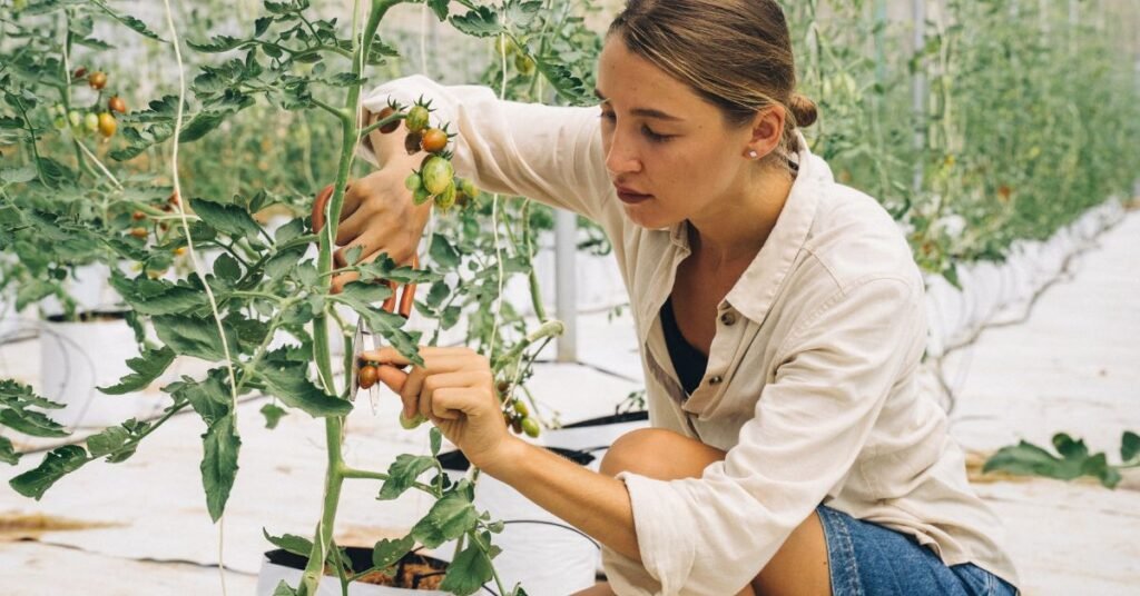 Pruning - Tomatoes at Home From Tomato In India