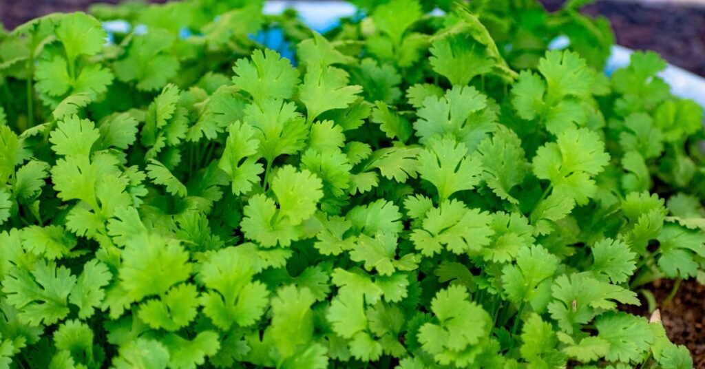The Spice Chronicles : Coriander plant for Kitchen Gardening in India