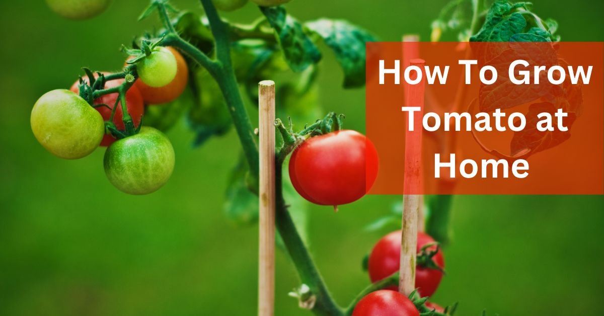 Tomatoes at Home From Tomato In India