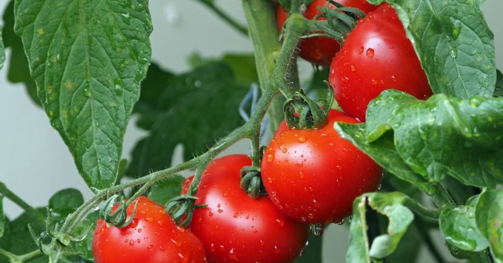 tomato Hybrid seeds for Kitchen Gardening in India